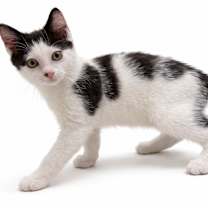 Thumbnail photo of Bart and Lisa #3