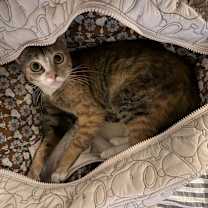 Thumbnail photo of Henna #1