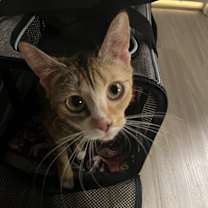 Thumbnail photo of Henna #2