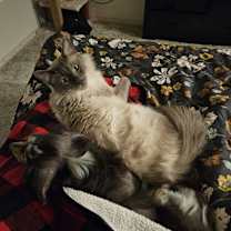 Thumbnail photo of Mack #2