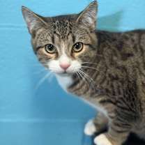 Thumbnail photo of Anchor #4