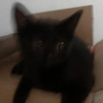 Thumbnail photo of Pete #2