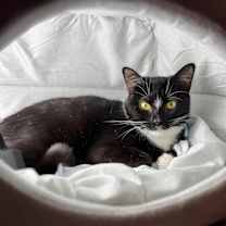 Thumbnail photo of Dolce #1