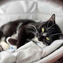 Thumbnail photo of Dolce #2