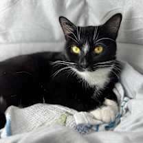 Thumbnail photo of Dolce #3