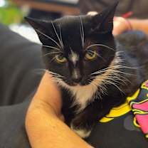 Thumbnail photo of Dolce #4