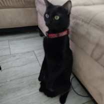 Thumbnail photo of Venom #1