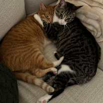 Thumbnail photo of Finn #4