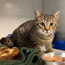 Thumbnail photo of Rice Crispy #1