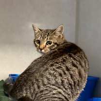 Thumbnail photo of Rice Crispy #2