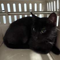 Thumbnail photo of Skinni #2