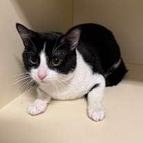 Thumbnail photo of Swanky #3