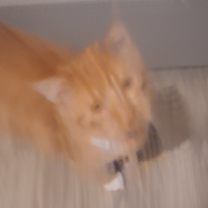 Thumbnail photo of Mar Mar #2