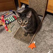 Thumbnail photo of Monkey Mr. Flynn #2