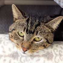 Thumbnail photo of Teddy Eddy #1