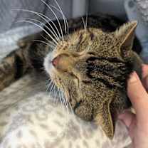 Thumbnail photo of Teddy Eddy #2