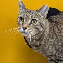 Thumbnail photo of P Squared #3