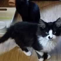 Thumbnail photo of Tux #4