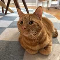 Thumbnail photo of Mr. Krinkle #1