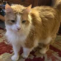 Thumbnail photo of Marmalade #4