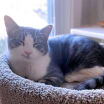 Thumbnail photo of Gordy #2