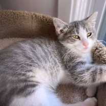 Thumbnail photo of Gordy #3