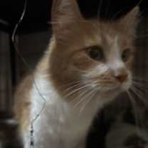 Thumbnail photo of Violet #1