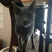 Thumbnail photo of Jasper #2