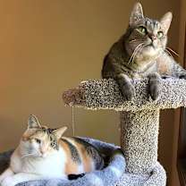 Thumbnail photo of Cali & Bennie #1