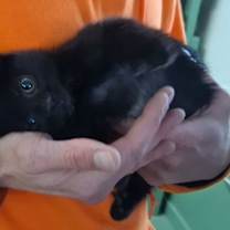 Thumbnail photo of Princess #1