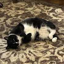 Thumbnail photo of James Brown #1