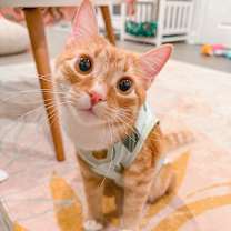 Thumbnail photo of Slinky SPECIAL NEEDS #1