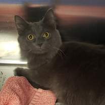 Thumbnail photo of Lynyrd Skynrd #1