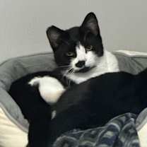 Thumbnail photo of Sneaky #1