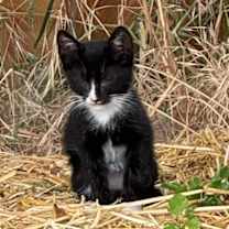 Thumbnail photo of Sneaky #2