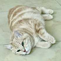 Thumbnail photo of Sophia, a Majestic Colored Cat #1