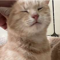 Thumbnail photo of Sophia, a Majestic Colored Cat #2