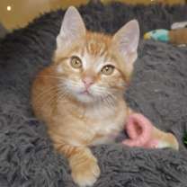 Thumbnail photo of Tinsel (bonded w/Twinkle) #1