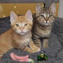 Thumbnail photo of Tinsel (bonded w/Twinkle) #2