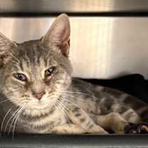 Thumbnail photo of Herbie #2