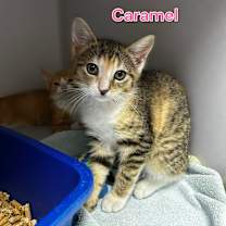 Thumbnail photo of Caramel #2