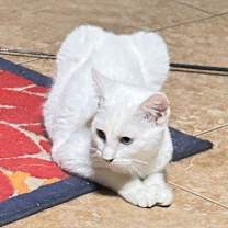 Thumbnail photo of WENDY #2