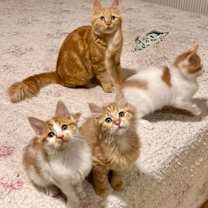 Thumbnail photo of Pelli, Callo, and Mina #3