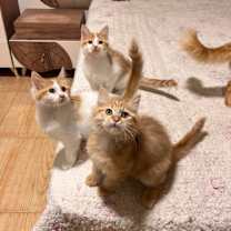 Thumbnail photo of Pelli, Callo, and Mina #1