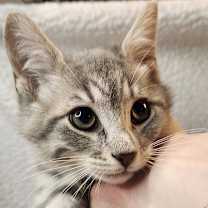 Thumbnail photo of Ham #1