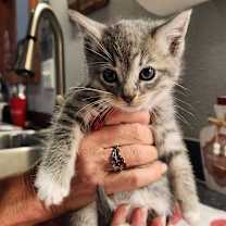 Thumbnail photo of Ham #2