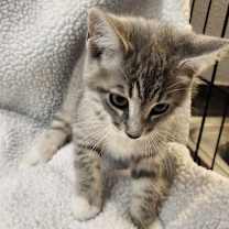 Thumbnail photo of Ham #3