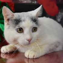 Thumbnail photo of Cuban #1