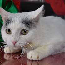 Thumbnail photo of Cuban #2