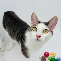 Thumbnail photo of Thumper #1